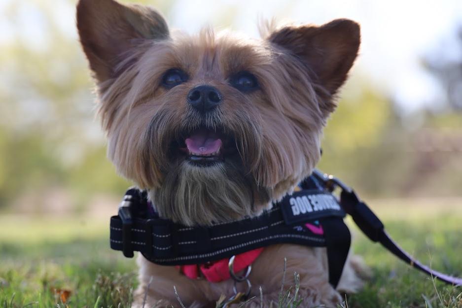 米娅，戴着红项圈和黑色服务犬挽具